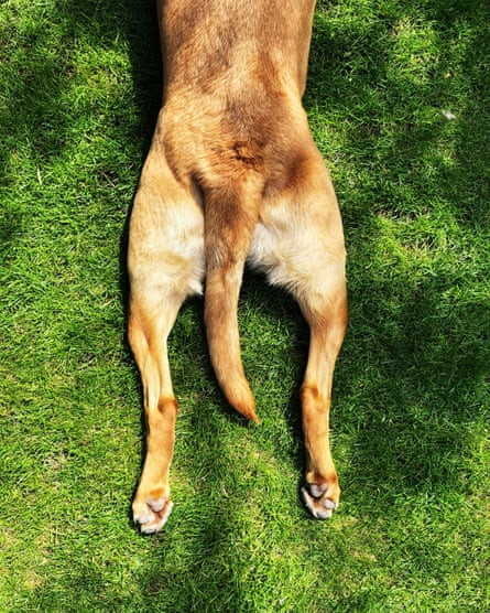 The back legs of a brown dog are laid out flat as it cools itself in the grass.