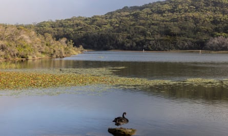 A black swan (Cygnus atratus) at Manly Dam, 2 February 2024.