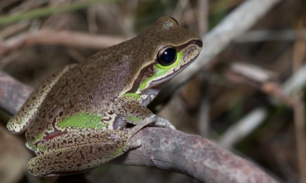 The 15 most interesting Australian frogs – sorted, Amphibians