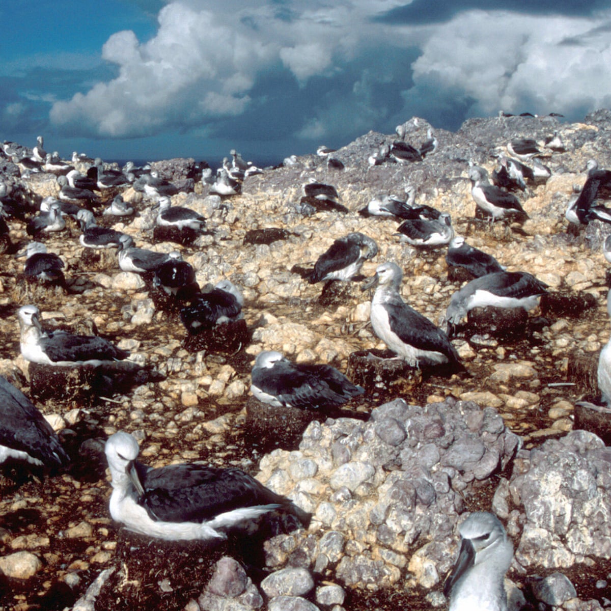 Tasmanian Shy Albatross Embrace Artificial Nests In Bid To