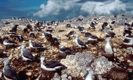 Shy albatrosses