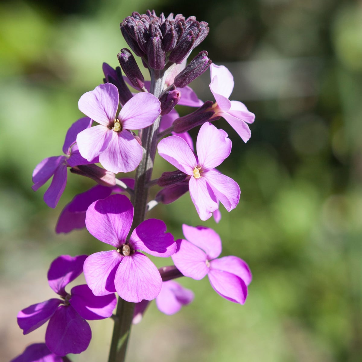 Gardening Tips Plant Wallflowers For A Vivid Display Gardens The Guardian