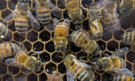 Honey bees.