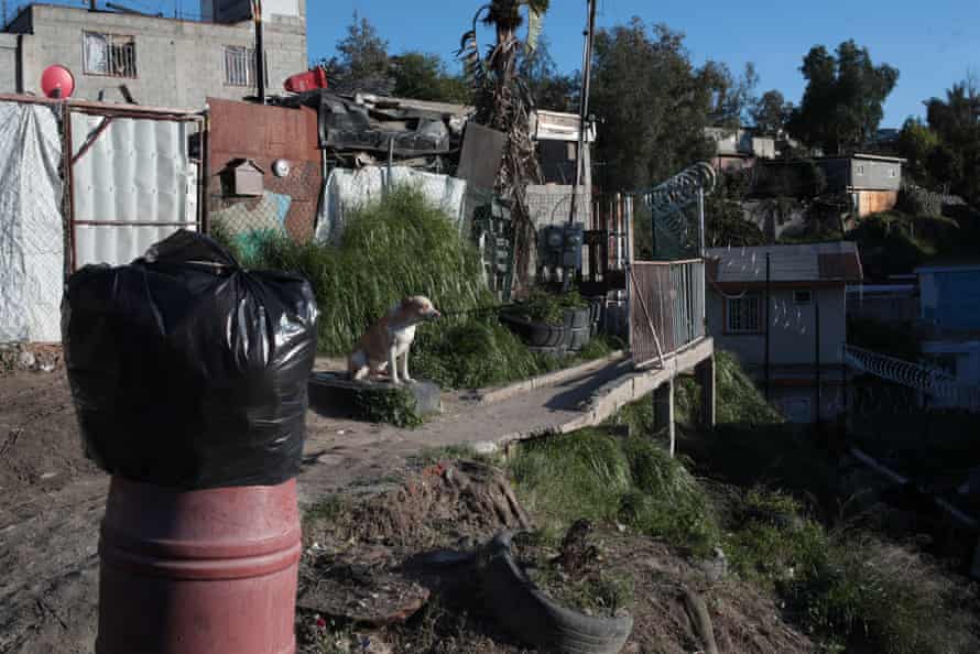 A dog sits outside the Tijuana home of Margarito Martínez Esquivel, a few meters from where he was shot