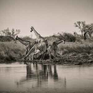 Giraffes refresh themselves at a watering hole