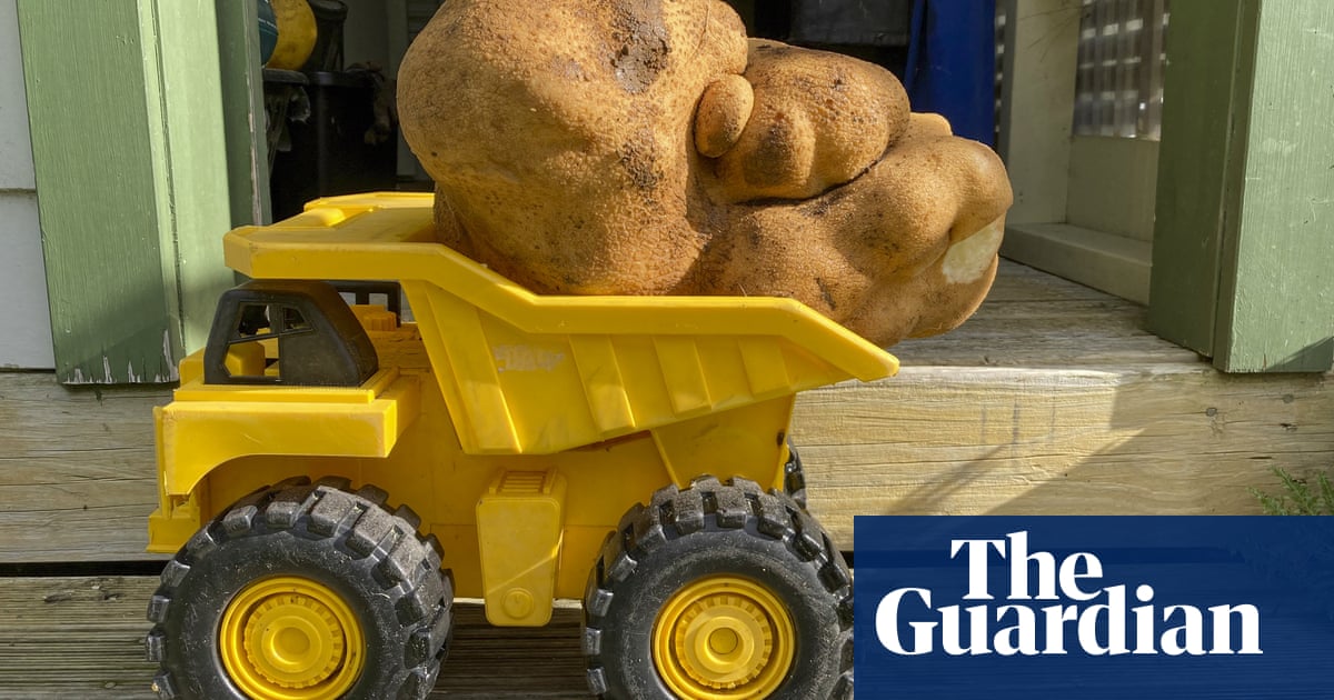 Vast veggie: huge New Zealand potato weighing 7.9kg could claim world record