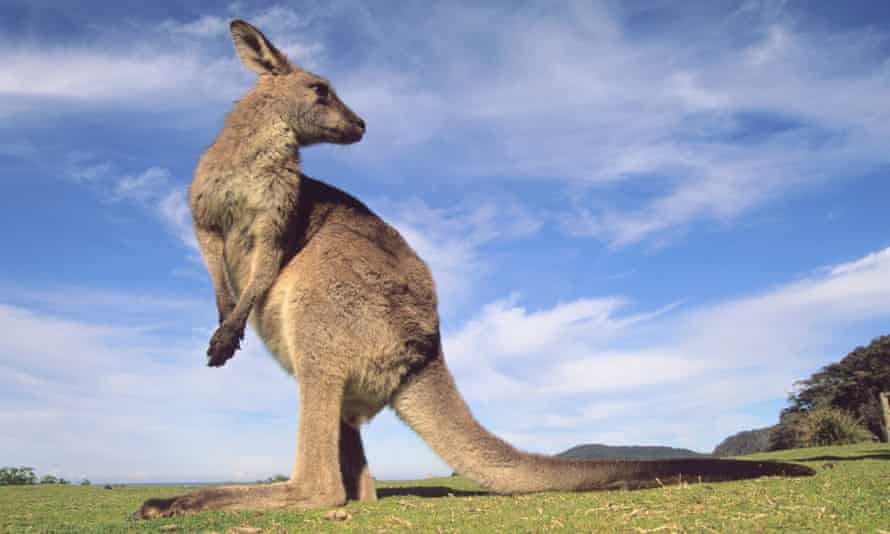 kangaroos in melbourne suburbs