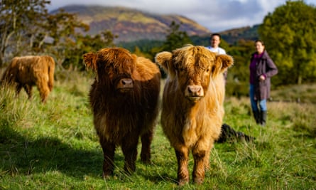 Two cute highland cows