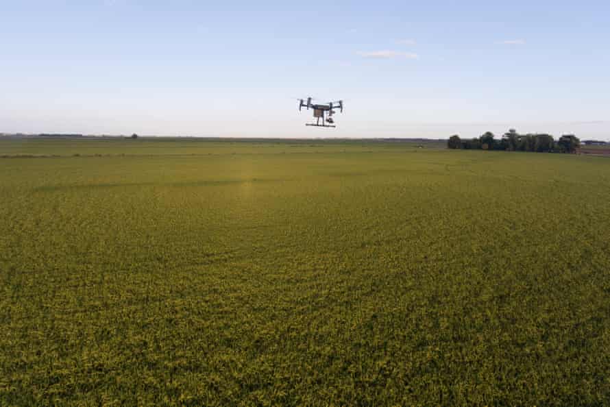 A drone hovers above a rice field