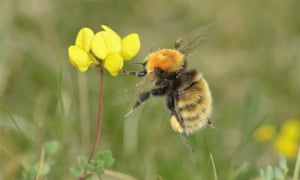 A great yellow bumblebee. Its numbers have declined steeply in recent years.
