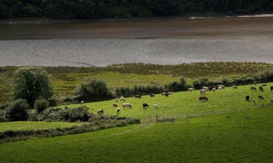 agriculture farming field outside cow livestock   herd ireland