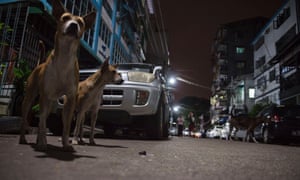 Dogs on Yangon streets