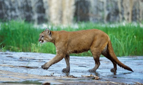 A cougar, seen in Colorado.