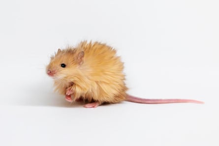 A mouse with fluffy long fur