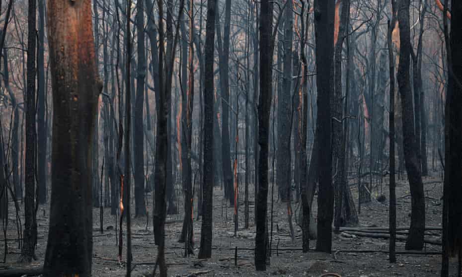 Burned trees in the aftermath of the Gospers Mountain fire