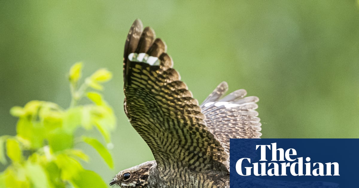 ‘How much have we missed?’: book tunes in to overlooked world of female birdsong