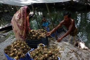 Murshida Begum, 35, and her husband Mohammad Ibrahim, 48, load seedling balls onto a boat to be planted on their floating farm, at their home in Pirojpur district, Bangladesh