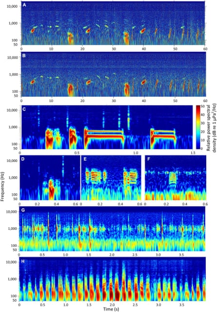 Spectrograms produced from ocean recordings