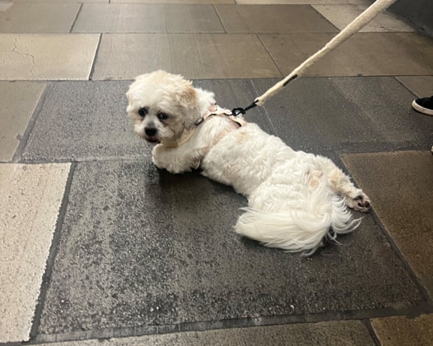 Lottie the sploot on the underground