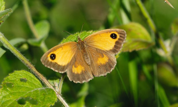 Numbers of Gatekeeper butterflies doubled during the government-funded experiment at Hillesden. Photograph: Andia/Universal Images Group/Getty Images