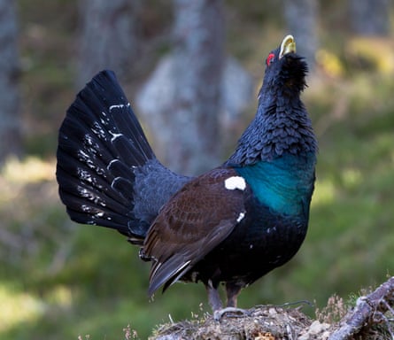 a Highland capercaillie.