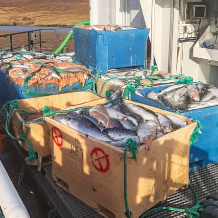 Fish in boxes with missing skin and heads
