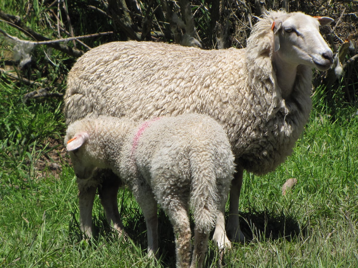 Part of world's last flock of rare New Zealand sheep stolen and butchered | New  Zealand | The Guardian