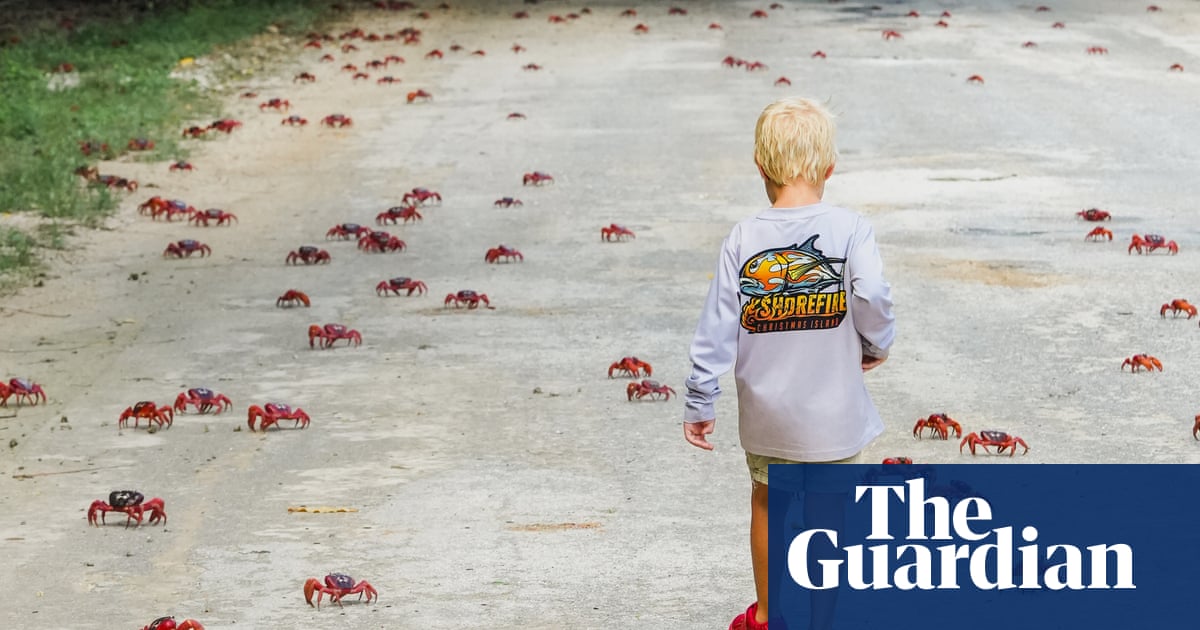 Long time, no sea: more than 100m red crabs migrate on Christmas Island, delighting conservationists