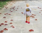 Long time, no sea: more than 100m red crabs migrate on Christmas Island, delighting conservationists