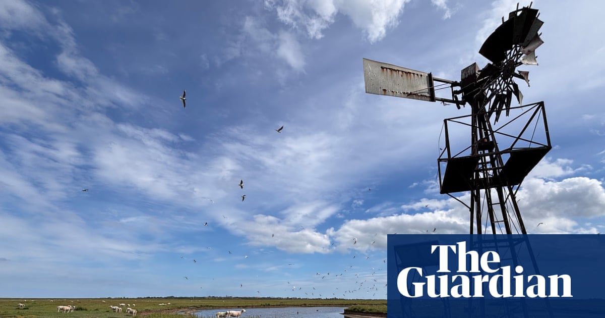 Country diary: This ‘secret’ island takes me back to Swallows and Amazons | Amy-Jane Beer
