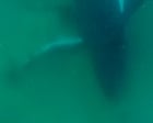 Humpback whale filmed apparently grieving its stillborn calf – video