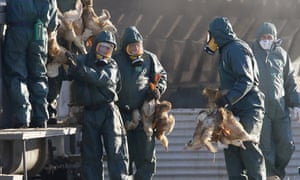 Workers carry ducks before placing them in a bin filled with carbon dioxide at a poultry farm in Latrille, south-west France.