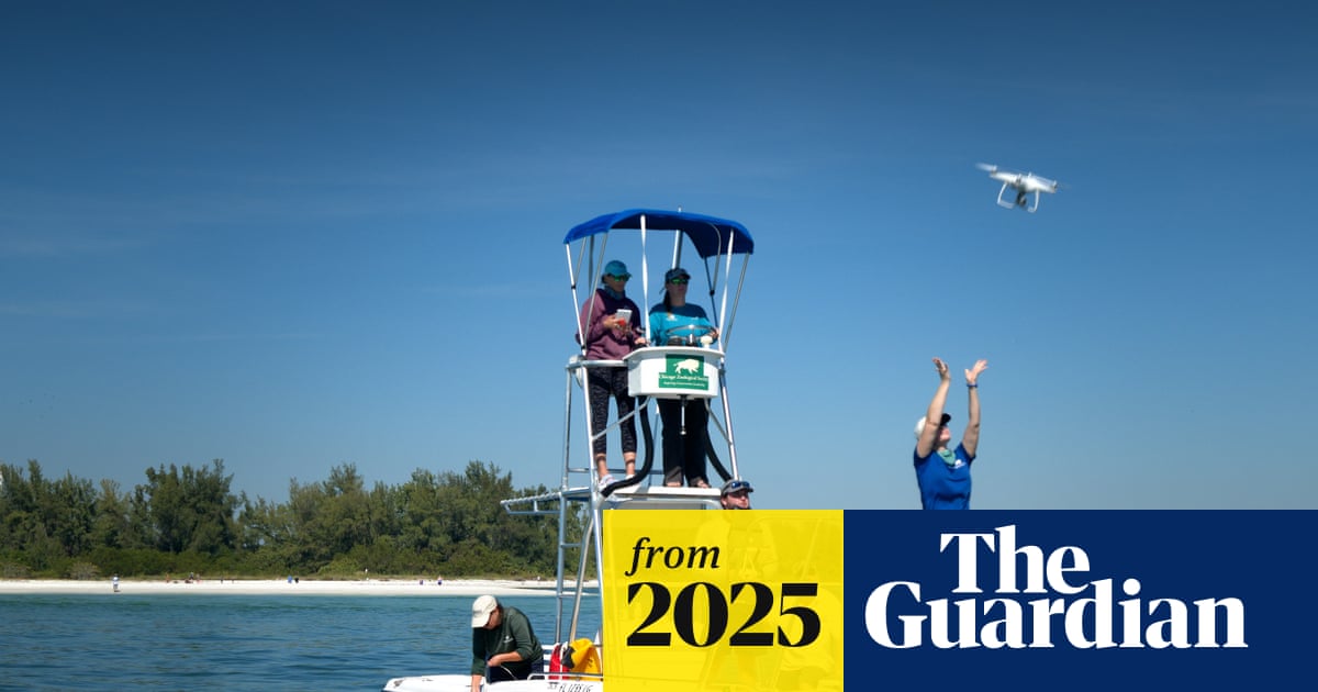 Dolphin whistle decoders win $100,000 interspecies communication prize