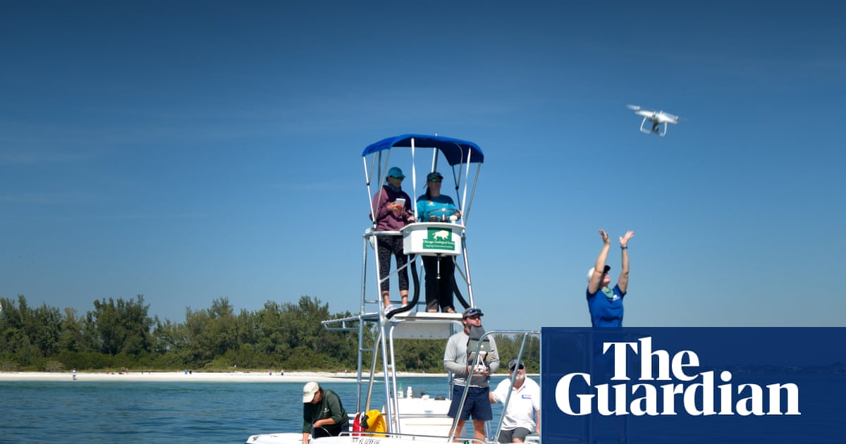 Dolphin whistle decoders win $100,000 interspecies communication prize