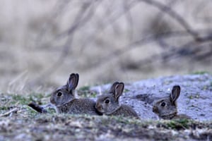 European rabbits near Tiszaalpar, Hungary