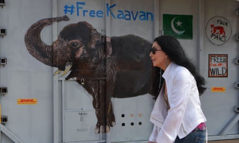 Cher walks past the crate containing Kaavan at Siem Reap international airport.