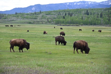 American bison graze at Grand Teton National Park, Wyoming.