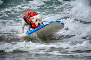 Petey, a West Highland terrier, takes off on a wave.