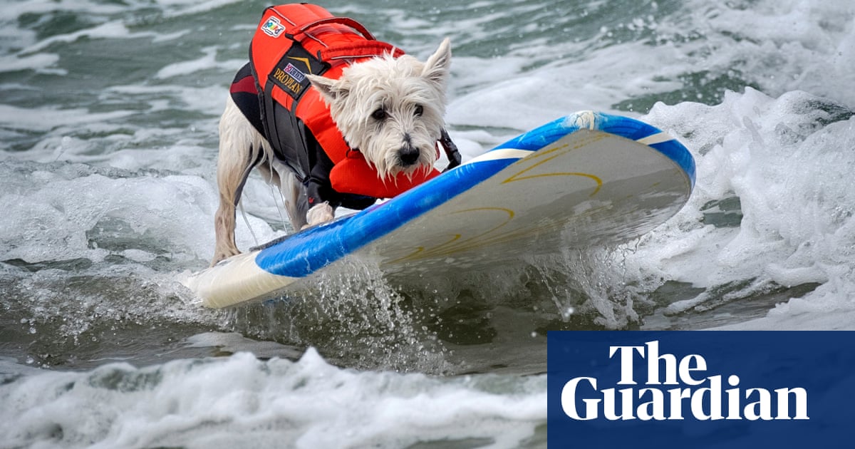 Top surfing dogs catch waves at Huntington Beach – in pictures Top surfing dogs catch waves at Huntington Beach – in pictures