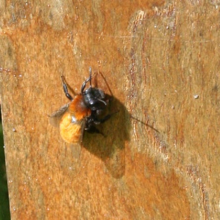 Une abeille minière fauve.