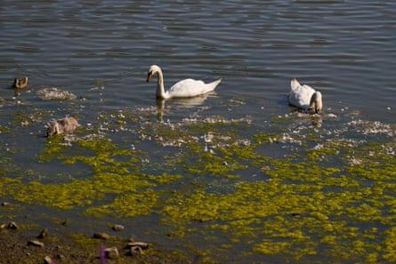 Swans beside algae on water