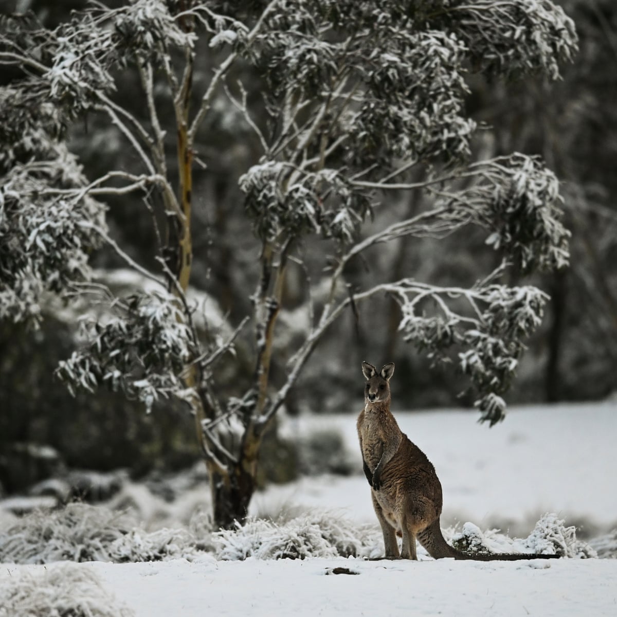 Cold Weather Rain And Damaging Winds To Slam South Eastern Australia Australia Weather The Guardian