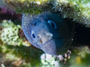 Uma moreia espreita de seu ninho entre as rochas no mar Egeu, perto de Izmir, Turquia
