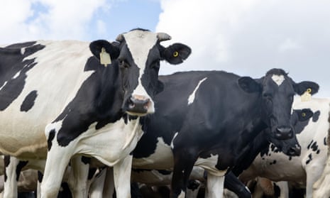 Holstein dairy cows.