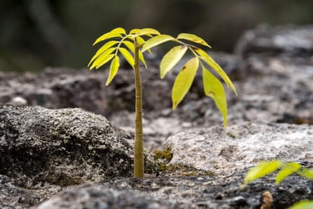 A mahogany sapling