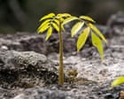 Legal logging and soaring saplings: the ‘green islands’ bucking the deforestation trend in central America