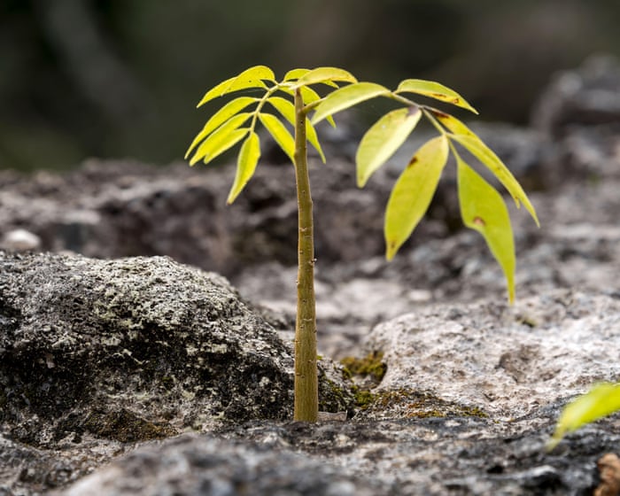 Legal logging and soaring saplings: the ‘green islands’ bucking the deforestation trend in central America