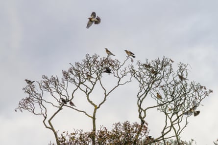 Flock of Fieldfares and redwings, having arrived on migration, near Ilkley, Yorkshire, England