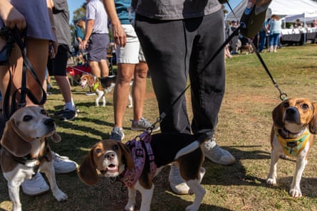 Pups await the results of the softest ears contest at Beaglefest in North Carolina this past October.
