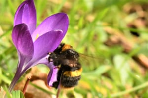 Buff-tailed bumblebee